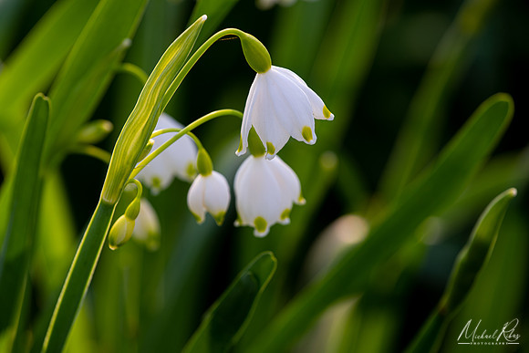 Early Spring Snowdrop flowers (2022)