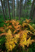 Autumn Ferns in Forest (2024)