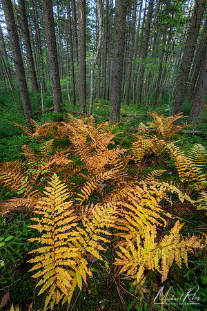 Autumn Ferns in Forest (2024)