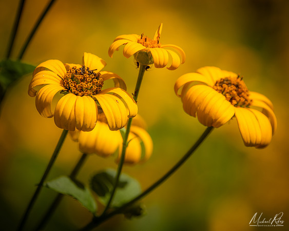 Summer Wildflowers (2024)