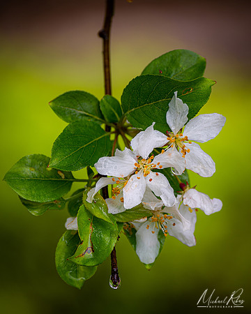 Cherry Blossums (2022)