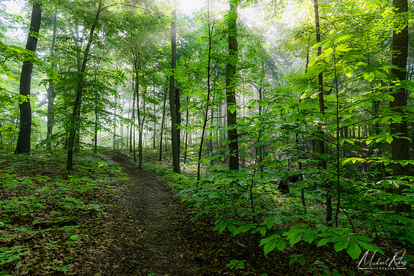 Spring Woodland (2022)