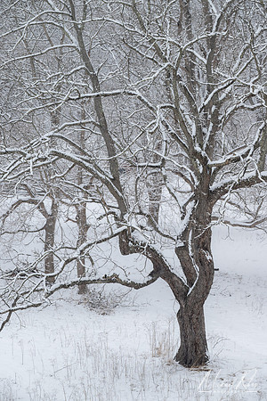 Gnarly Oak Tree in Winter (2022)