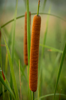 Cattail (2024)