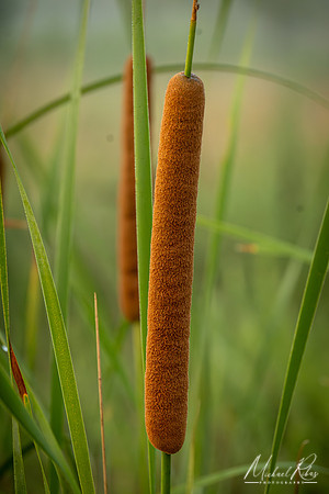 Cattail (2024)
