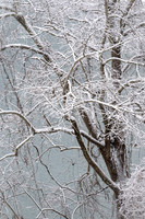 Tree with Snow (2022)