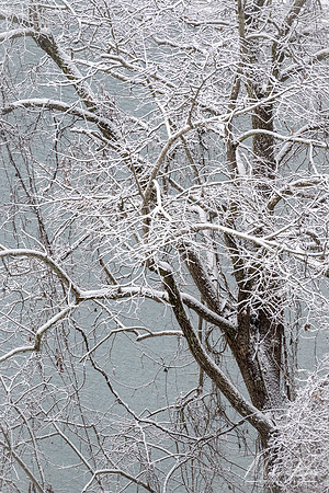 Tree with Snow (2022)