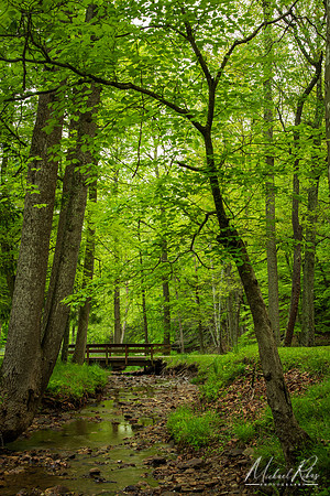 Spring at Moujntwood (2024)