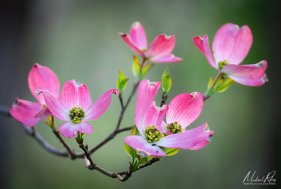 Pink Dogwood Blossums (2022)
