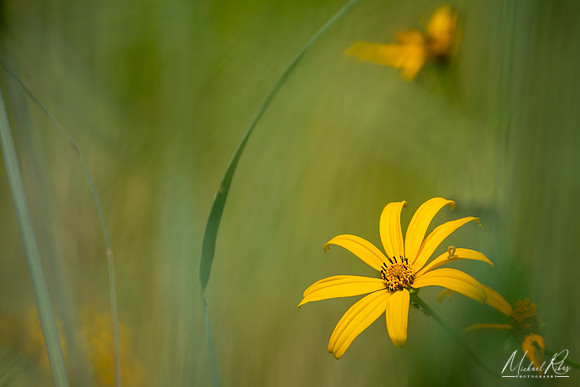 Summer Wildflower (2025)