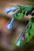 April Bluebells (2024)