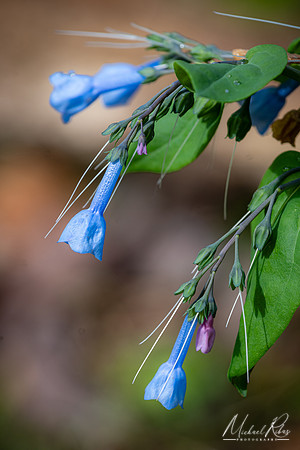 April Bluebells (2024)