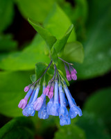 Virginia Bluebells (2024)