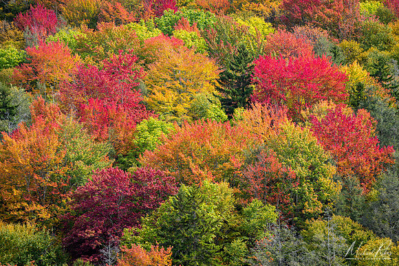Autumn Foliage, Highland Scenic Highway (2022)