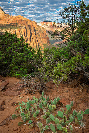 Zion Overlook and Pear Cactus (2025)