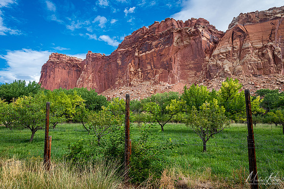 Fruit Orchard (2025)