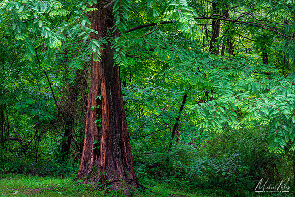 Dawn Redwood (2022)