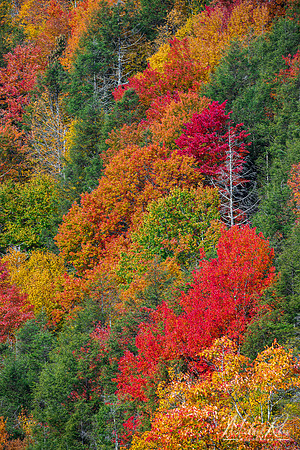 Autumn Mosaic, Blackwater Canyon (2022)