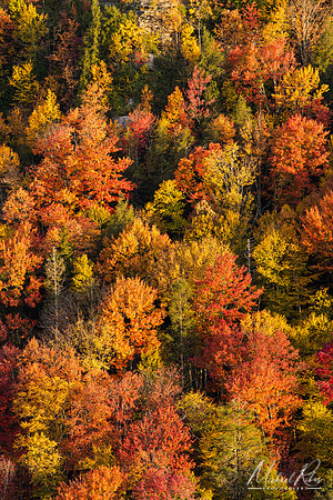 Autumn Foliage, Blackwater Canyon (2022)