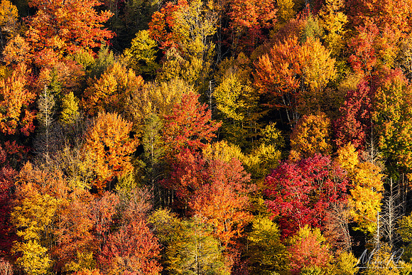 Autumn Foliage, Blackwater Canyon (2022)