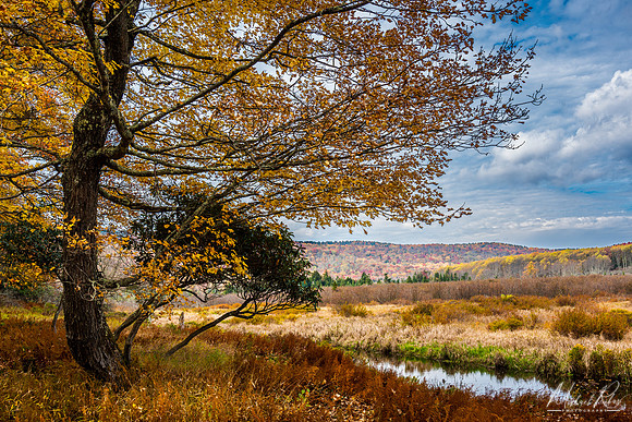 Blackwater Trail at Canaan Valley (2022)
