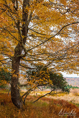 Autumn Tree at Canaan VAlley (2022)