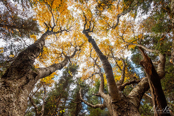 Tree of Life (2025)