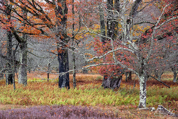 Canaan Valley Autumn Woodland (2025)