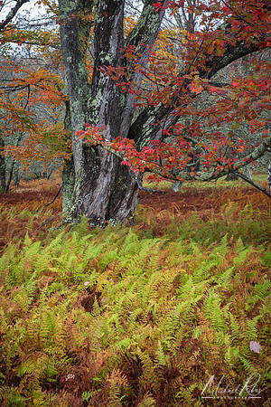 Canaan Valley Autumn Ferns at Woodland (2025)