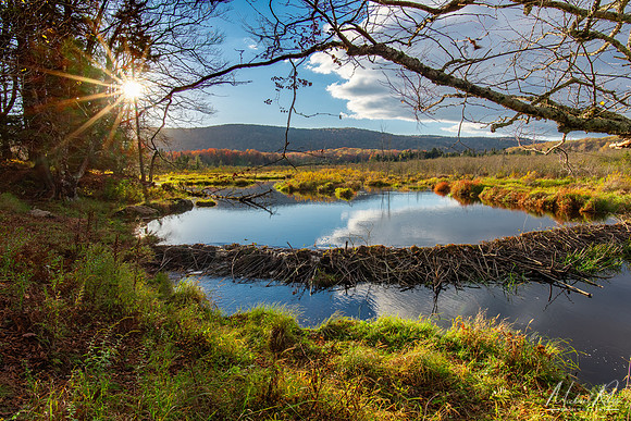 Beaver Dam at Canaan Valley (2025)