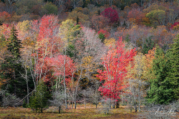 Canaan Autumn Foliage (2025)