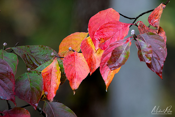 Autumn Leaves (2025)