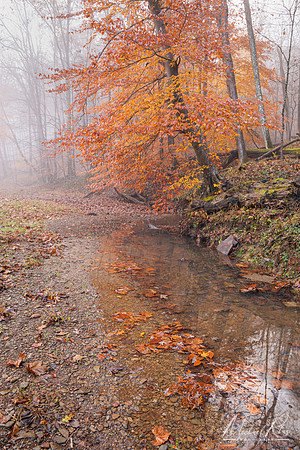 Small Stream at Mountwood (2025)