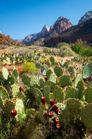 Pear Cactus, Zion NP (2025)