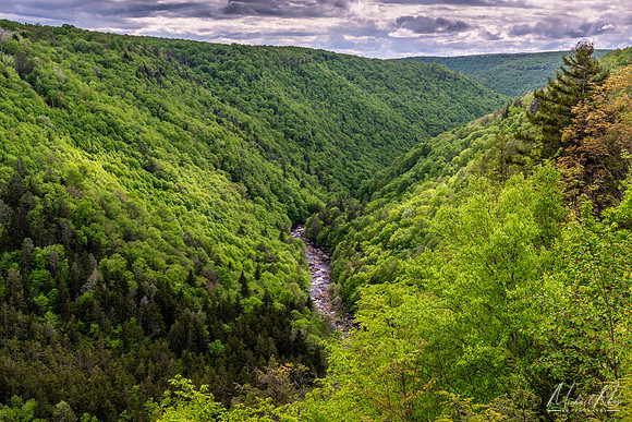 Blackwater Canyon in Spring (2024)
