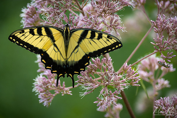 Yellow Swallowtail (2022)