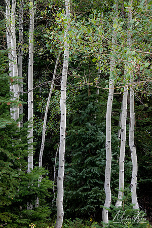 Wasatch Mountains Birch Trees (2024)