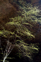 Spring Foliage at Old Man's Cave (2025)