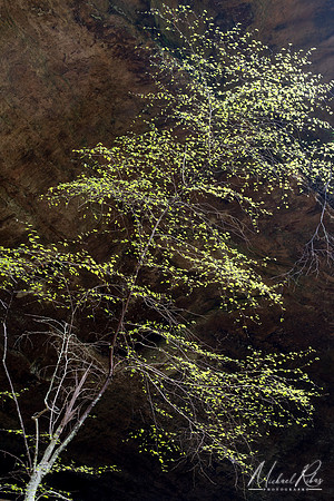 Spring Foliage at Old Man's Cave (2025)