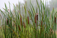 Cattails (2025)