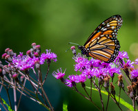 Monarch Butterfly (2025)