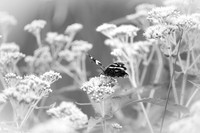 Summer Butterfly (2025)