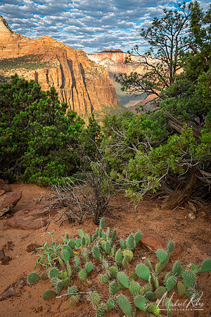 Zion Overlook and Pear Cactus (2025)