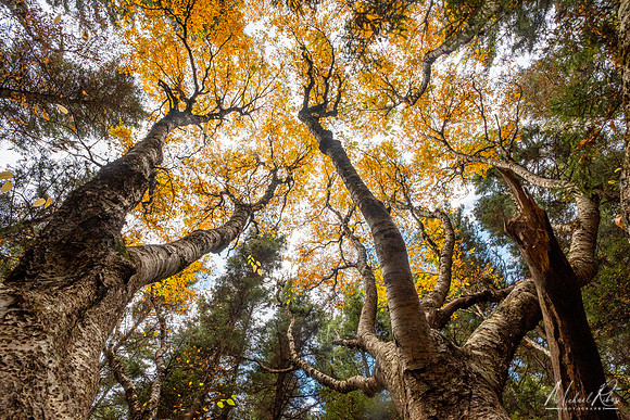 Tree of Life (2025)