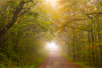 Tunnel View, Dolly Sods (2025)