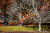 Canaan Valley Autumn Woodland (2025)