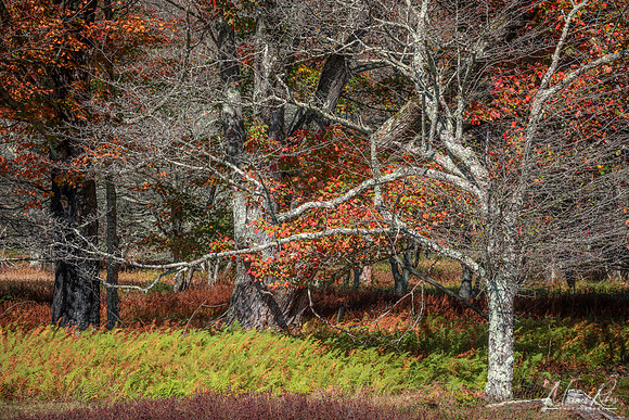 Canaan Valley Autumn Woodland (2025)
