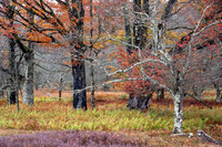 Canaan Valley Autumn Woodland (2025)