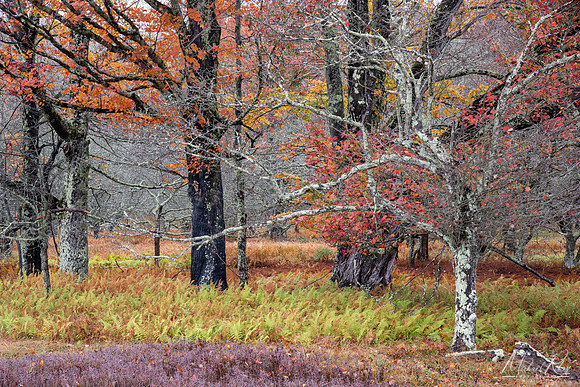 Canaan Valley Autumn Woodland (2025)