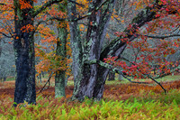 Canaan Valley Autumn Woods (2025)